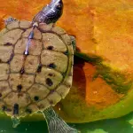 Una tartaruga nella vagina, accade nelle Canarie