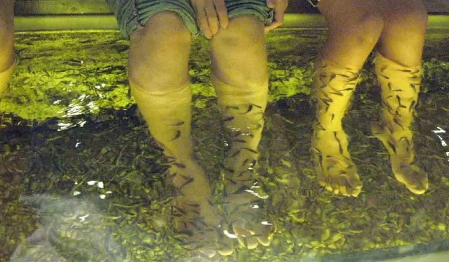 Pedicure con i pesci finisce con l'amputazione delle dita per una donna