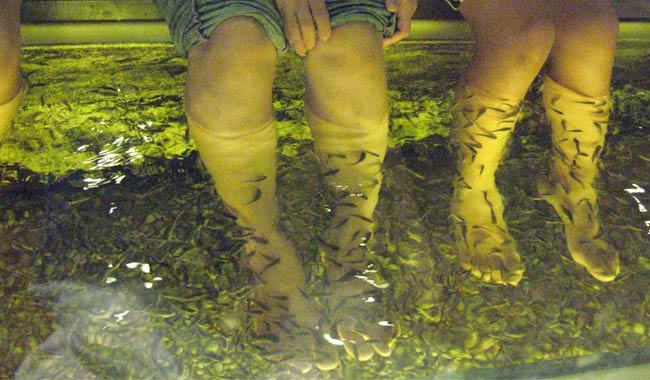 Pedicure con i pesci finisce con l'amputazione delle dita per una donna