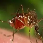 West Nile, si segnalano due nuovi decessi di anziani a Ferrara