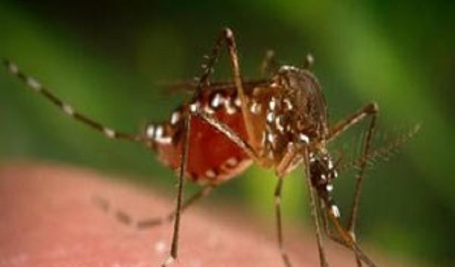 West Nile, si segnalano due nuovi decessi di anziani a Ferrara