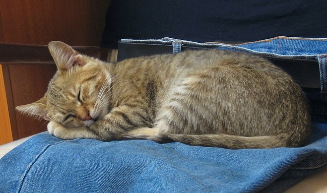 Gatti isola greca si viene pagati per accarezzarli per lavoro